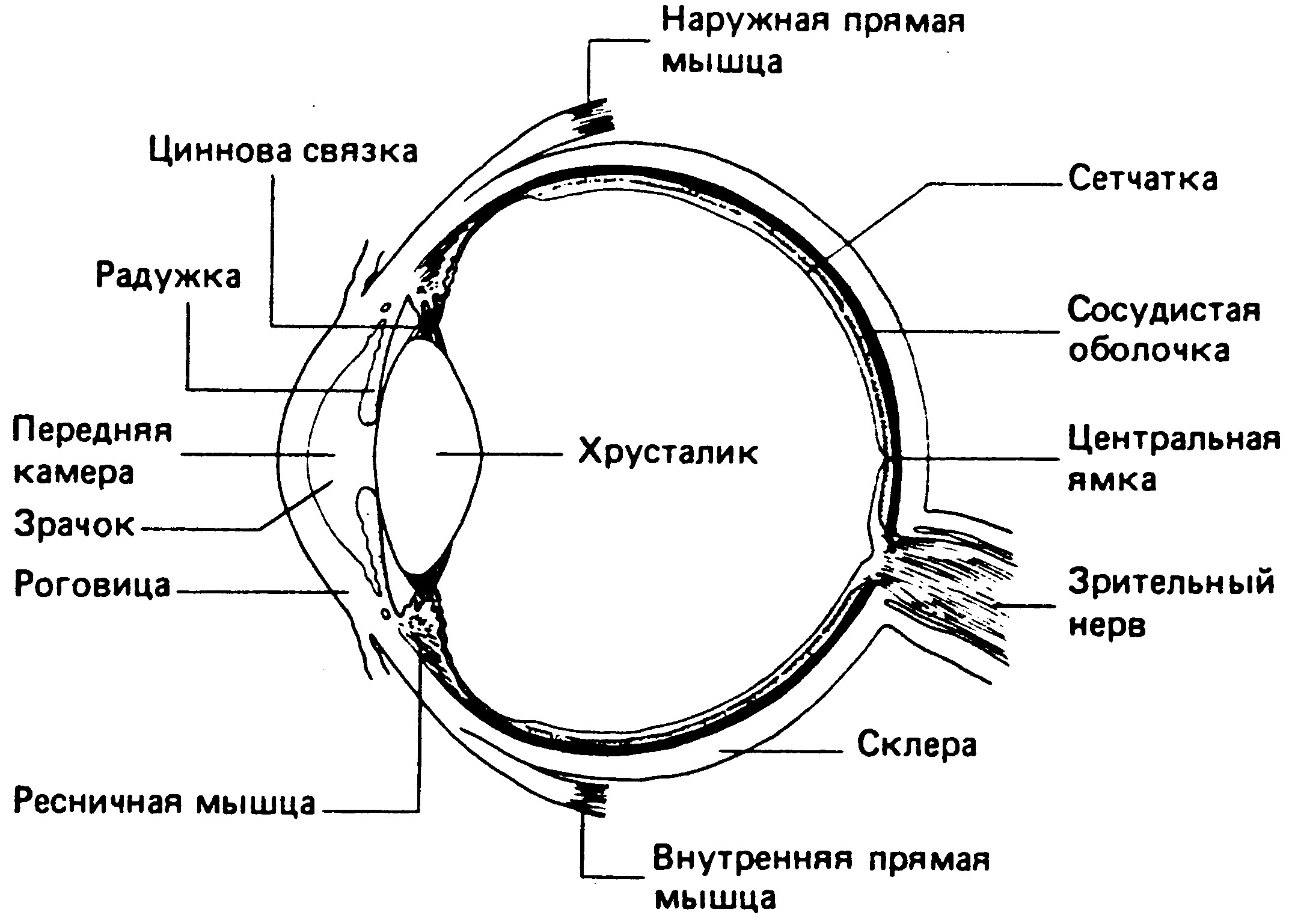 Строение зрительной сенсорной системы