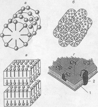 Жидкие кристаллы, история открытия жидких кристаллов, структура, типы и их применение