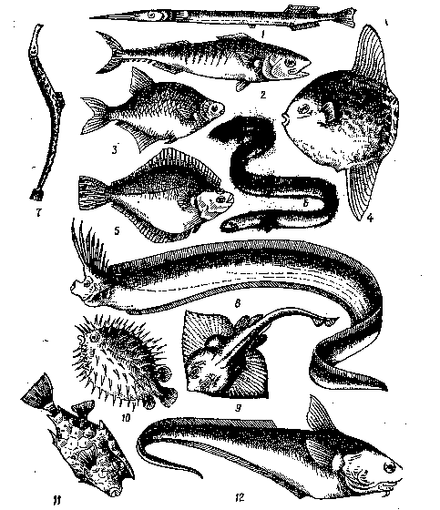 Строение и физиологические особенности рыб
