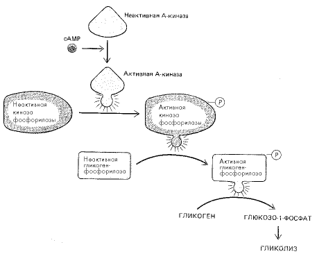 Рис. 3. Схема стимулирования распада гликогена повышением уровня цАМФ