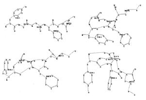 Рис. 2. Возможные пространственные структруры мет-энкефалина с аминокислотной последовательностью YGGFM. Пунктиром отмечены водородные связи