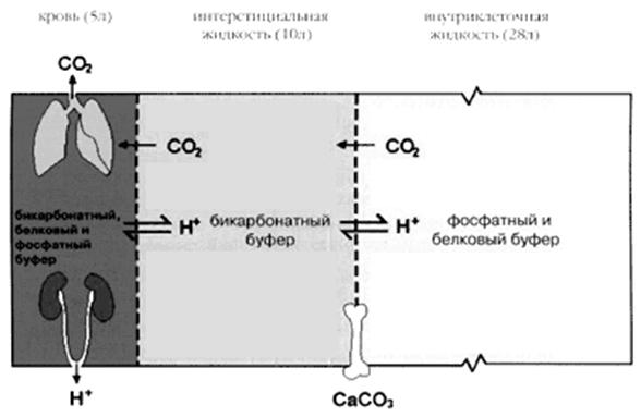 Буферные системы организма человека
