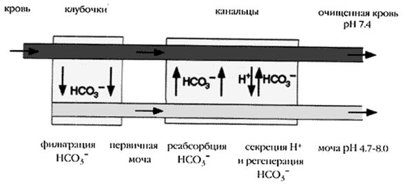 Буферные системы организма человека
