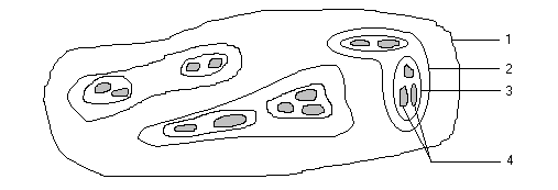 Экология популяций