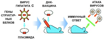 Вакцины: от Дженнера и Пастера до наших дней