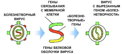 Вакцины: от Дженнера и Пастера до наших дней