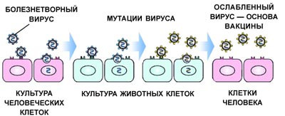 Вакцины: от Дженнера и Пастера до наших дней