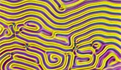 Жидкие кристаллы, история открытия жидких кристаллов, структура, типы и их применение