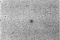 Жидкие кристаллы, история открытия жидких кристаллов, структура, типы и их применение