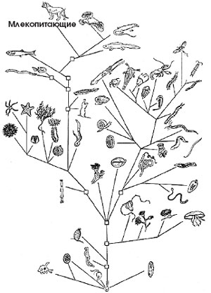 Генетическая история человечества