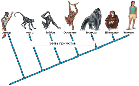 Генетическая история человечества