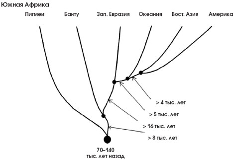 Генетическая история человечества