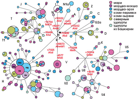 Генетическая история человечества