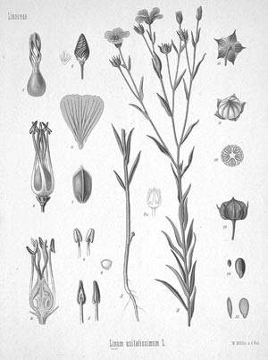 Лен-долгунец в России