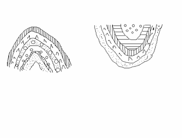 Общая геология. Геология нефти и газа