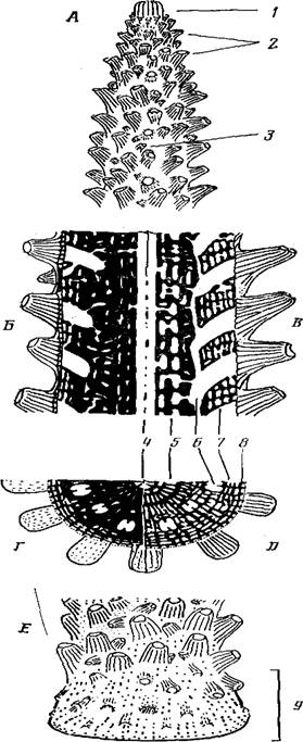 Морфология колонии и распределительная система у двух видов герматипных кораллов рода acropora