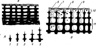Морфология колонии и распределительная система у двух видов герматипных кораллов рода acropora