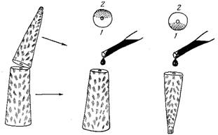 Морфология колонии и распределительная система у двух видов герматипных кораллов рода acropora