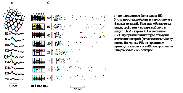 Билатеральные комплексы бочонковых колонок первичной соматосенсорной коры мозга являются модулями восприятия пространства