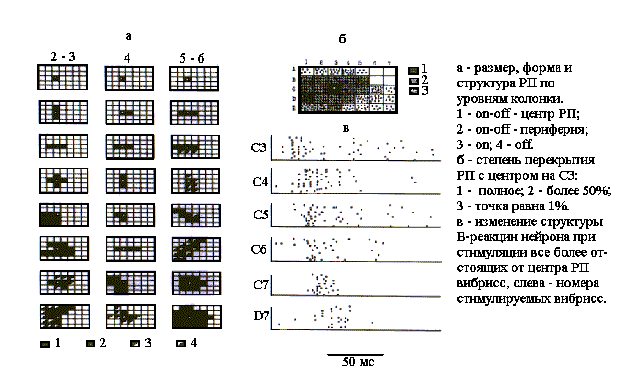 Билатеральные комплексы бочонковых колонок первичной соматосенсорной коры мозга являются модулями восприятия пространства