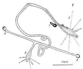 Морфофункциональныи анализ временной колонии на примере гидроида moeris1a maeotica