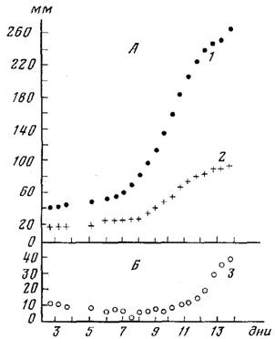 Морфофункциональный анализ стелющейся колонии у гидроидов на примере cordylophora inkermanica marfenin
