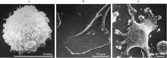 Социальное поведение нормальных клеток и антисоциальное поведение опухолевых клеток