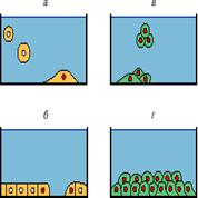 Социальное поведение нормальных клеток и антисоциальное поведение опухолевых клеток