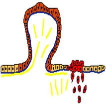 Социальное поведение нормальных клеток и антисоциальное поведение опухолевых клеток