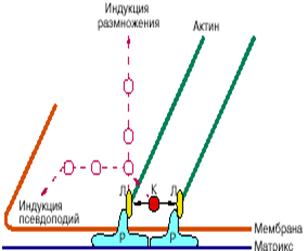 Социальное поведение нормальных клеток и антисоциальное поведение опухолевых клеток