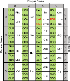 Что и как закодировано в мРНК