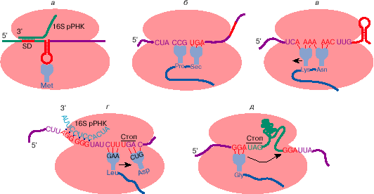Что и как закодировано в мРНК