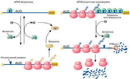Что и как закодировано в мРНК