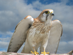 Символика зооморфного образа