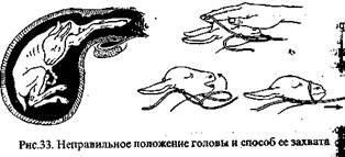Описание: http://www.agrogalaxy.ru/content/sprav/goats/image033.jpg