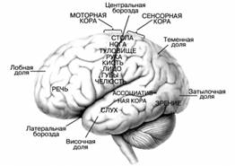КОРА МОЗГА покрывает поверхность больших полушарий с ее многочисленными бороздами и извилинами, за счет которых площадь коры значительно увеличивается. Различают ассоциативные зоны коры, а также сенсорную и моторную кору – области, в которых сосредоточены нейтроны, иннервирующие различные части тела.
