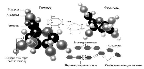 Схема образования глюкозы в процессе пищеварения