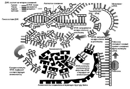Схема синтеза белка