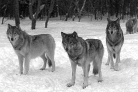 Описание: http://www.ecosystema.ru/01welcome/articles/piskunov/011.jpg