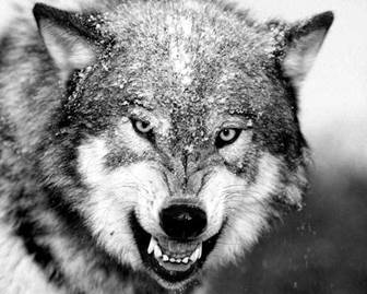 Описание: http://www.ecosystema.ru/01welcome/articles/piskunov/015.jpg