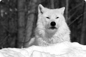 Описание: arcticwolf.jpg