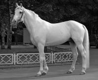 Описание: C:\Documents and Settings\VIKTORIYA\Рабочий стол\Данте\Орловский_рысак.jpg