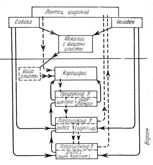 Рис. 20. Пути жизненного цикла лентеца широкого (Diphyllobothrium latum). Сплошные линии - пищевые связи; пунктир - путь циркуляции (оригин. Схема Е. Н. Павловского)