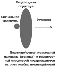 Взаимодействие сигнальной молекулы (лиганда) с рецепторной структурой осуществляется за счет слабых взаимодействий