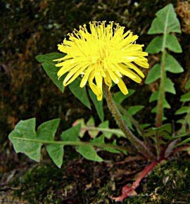 Одуванчик лекарственный