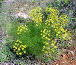 Фенхель обыкновенный (аптечный укроп)