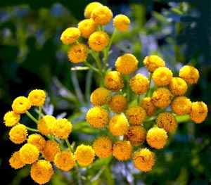 Пижма обыкновенная