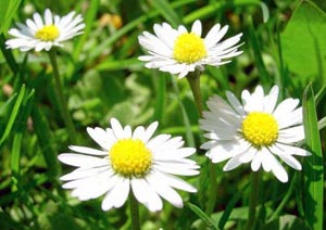 Ромашка аптечная