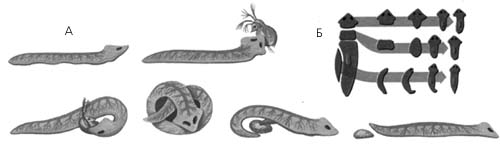Планария: А – питание; Б – регенерация
