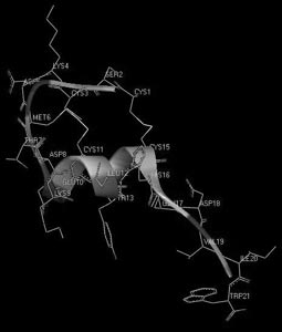 Рис. 16. Пространственная структура сарафотоксина 6b израильской змеи Atractaspis engaddesis